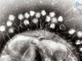 21 Nisan 2008 : Bakteriyofajlar : Yeryznde En Sk Rastlanan Canl Benzeri Yaam Biimleri