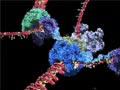 21 Ağustos 2012 : DNA : Kim Olduğunuzu Belirleyen Molekül