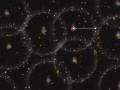 20 Ocak 2014 : SDSS-III Tarafından Tespit Edilen İşitsel Baryon Salınımları